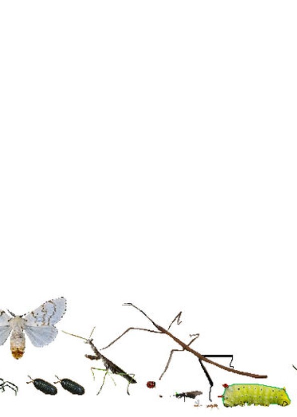 Species seen in A Bug's Life