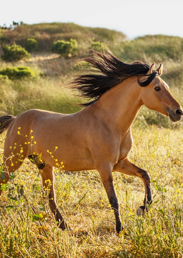 Spirit: Stallion Of The Cimarrón