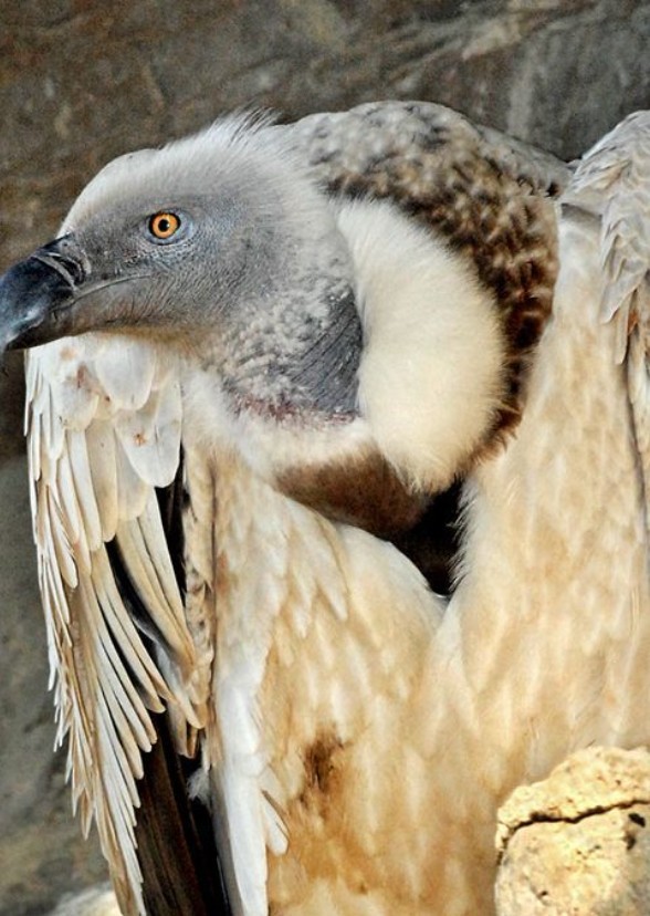 Storm the vulture