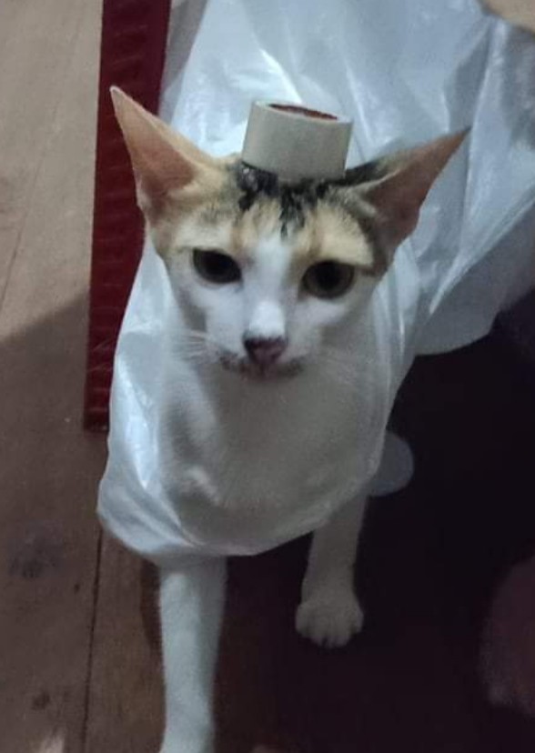 Sweet -  Alitta Cat
