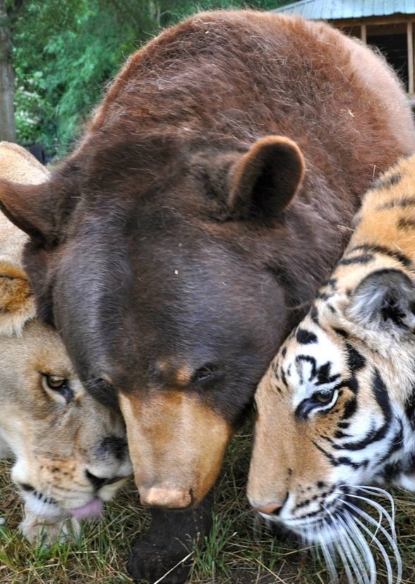 Team Carnivores