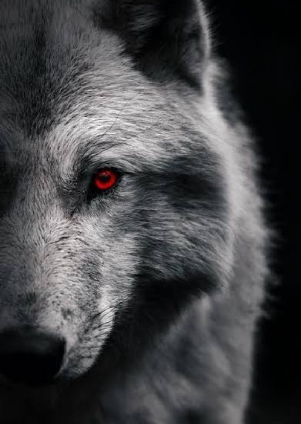 Teen Wolf india