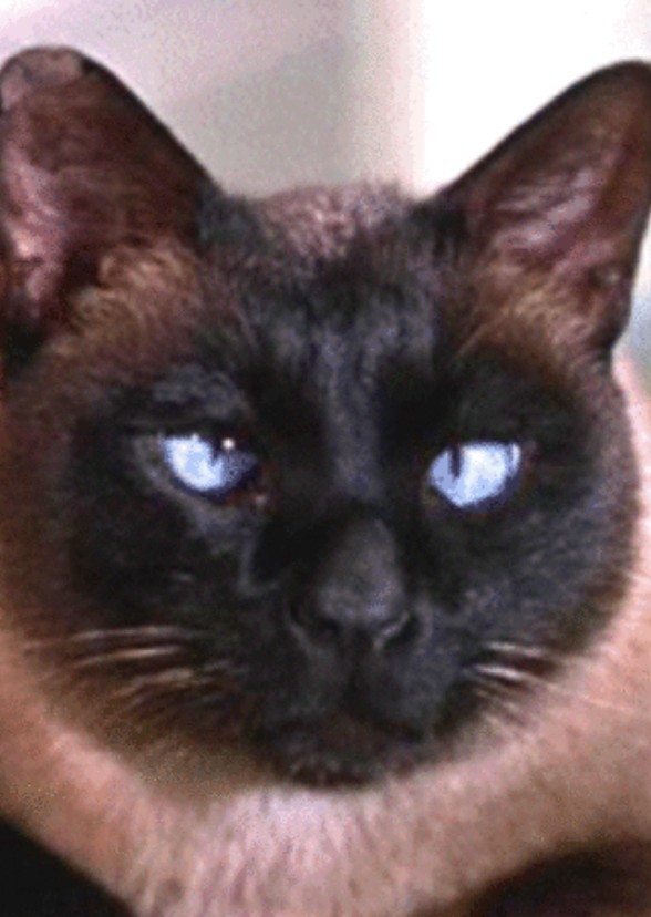 That Darn Cat