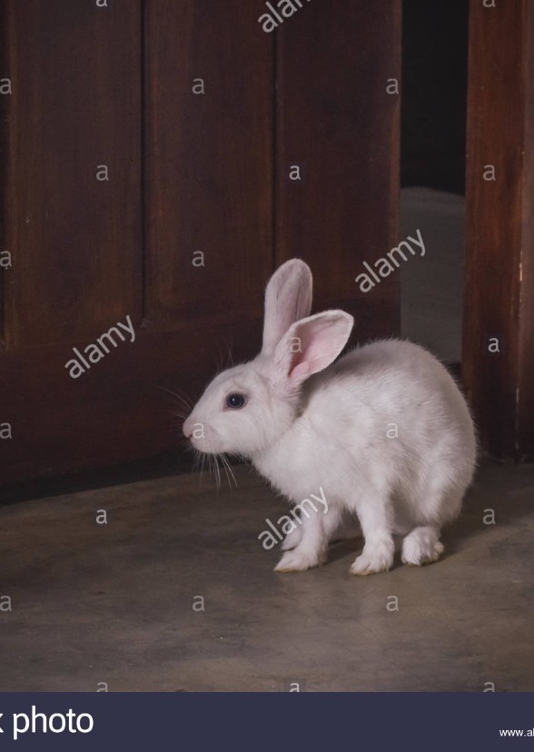 The Adventures of Cute Bunny
