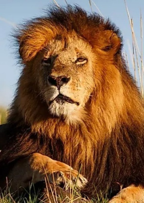 The African Animals Movie
