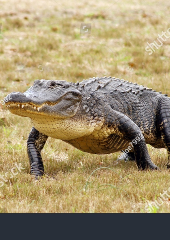 The American Alligator
