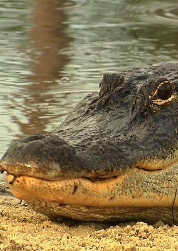 The American Alligator 