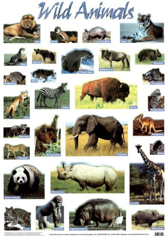 The Animals