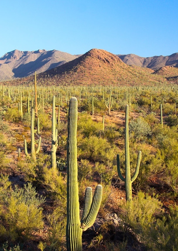 The Arizona Desert Animal Show