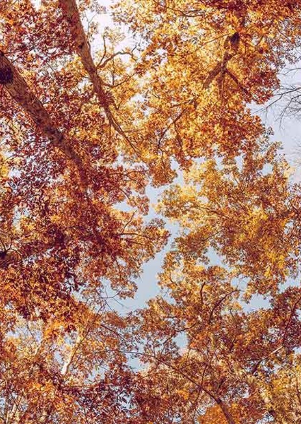 The Autumn Wars