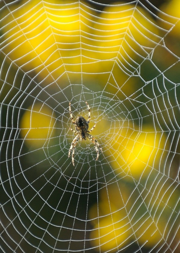 The Ballad Of Paranormality Presents: Jumping Spider