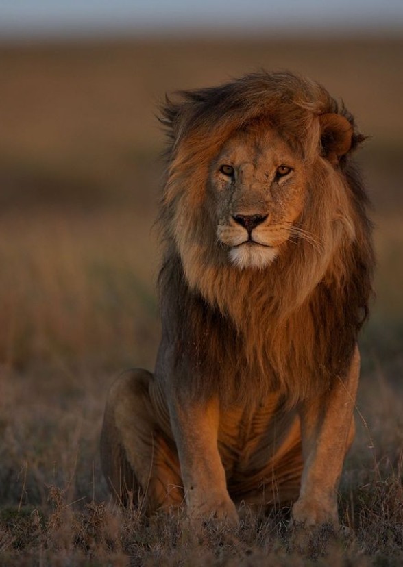 The Fallen King
