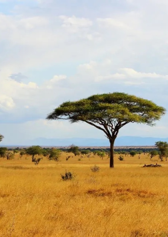 The fictional African animals show 2