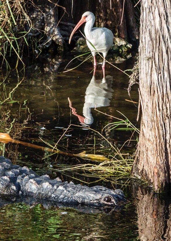 The Florida Everglades (tv series)
