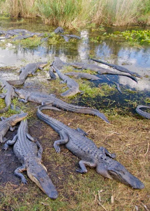 The Florida Everglades tv series (new official version)