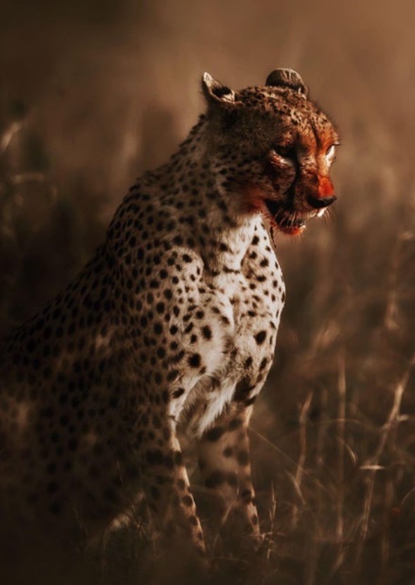 The Hunt