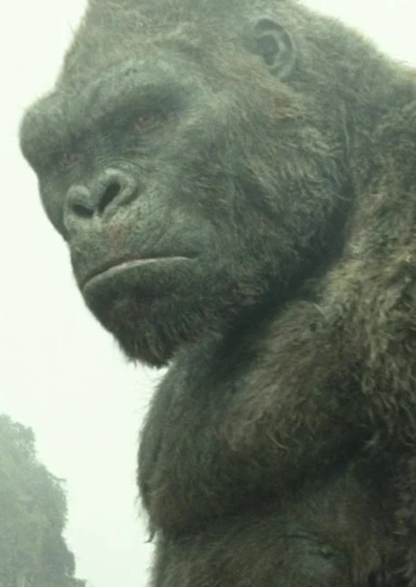 The Chronicle Of Kong