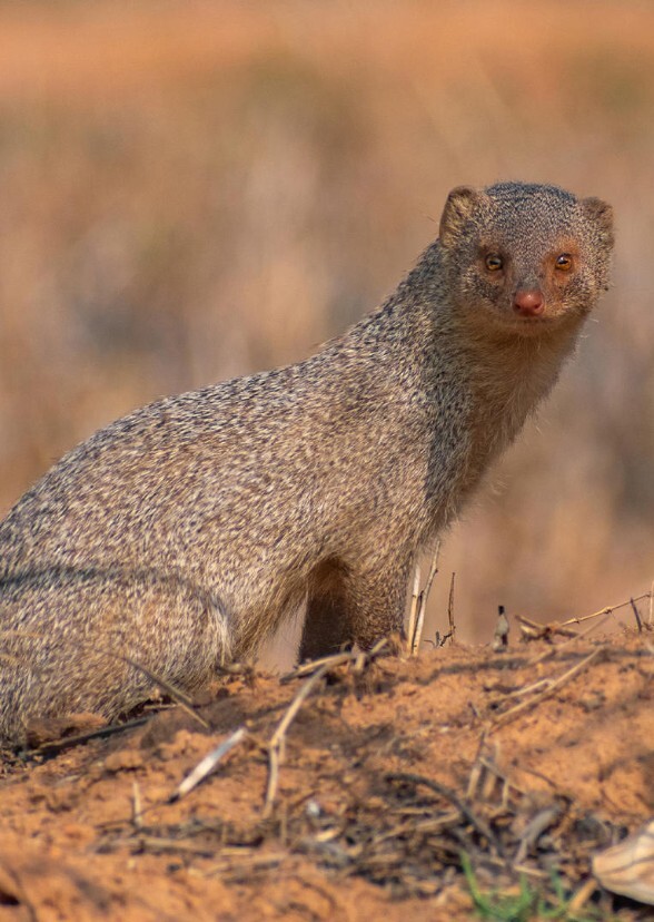 The Mongoose Triplets