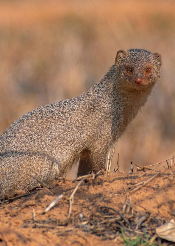 The Mongoose Triplets Movie 2: Mongooses On The Loose