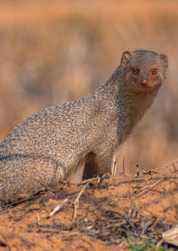 The Mongoose Triplets Movie