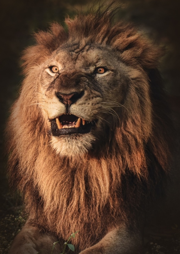 The most dangerous predators