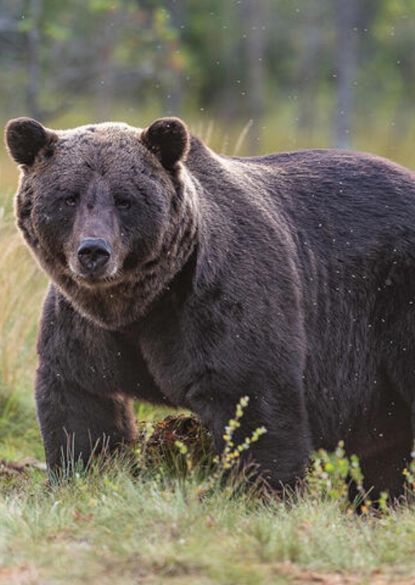 The North American animals movie