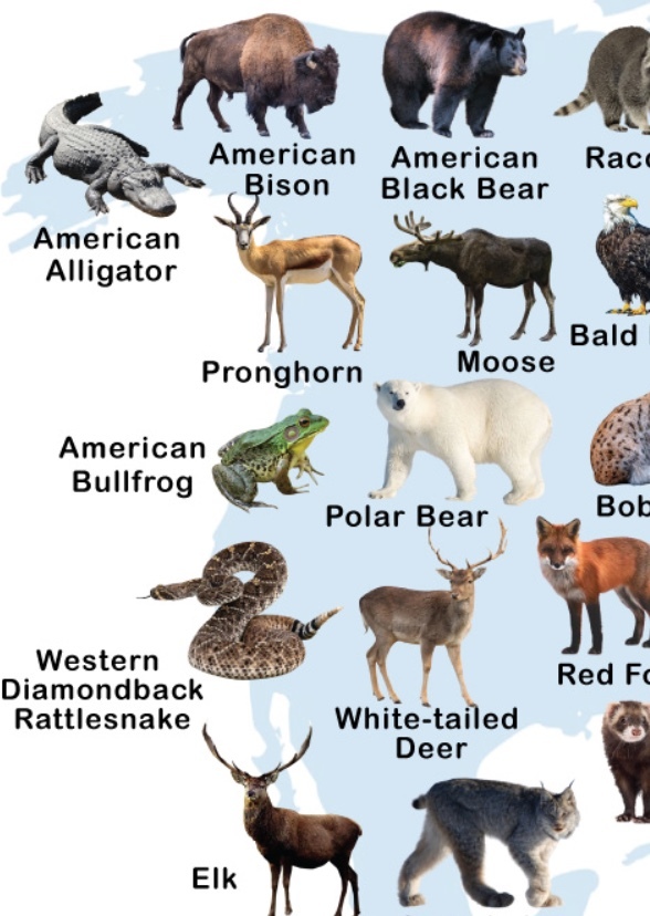 The North American Animals (tv series) Fan Casting on myCast
