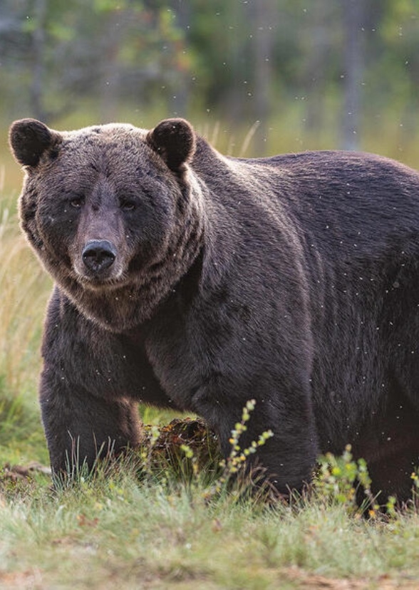 The North American animals (tv series)