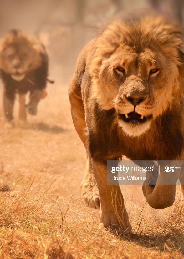 The Predators