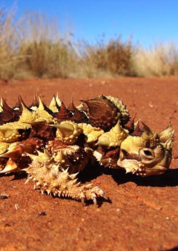 Spikes