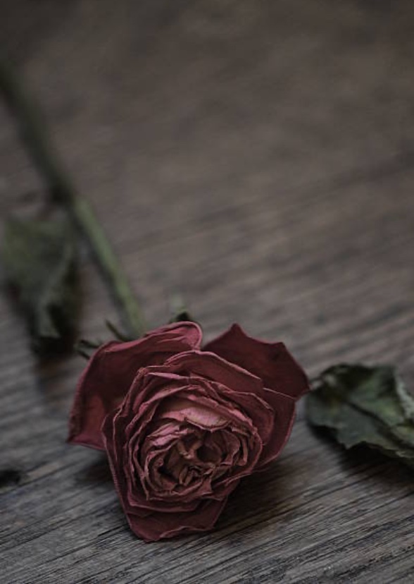 The Rose