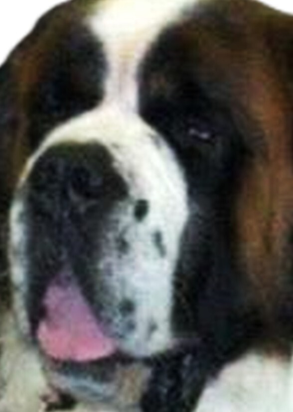 The Saint Bernard Index: Paws on the Heart
