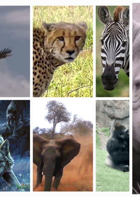 The shapeshifters