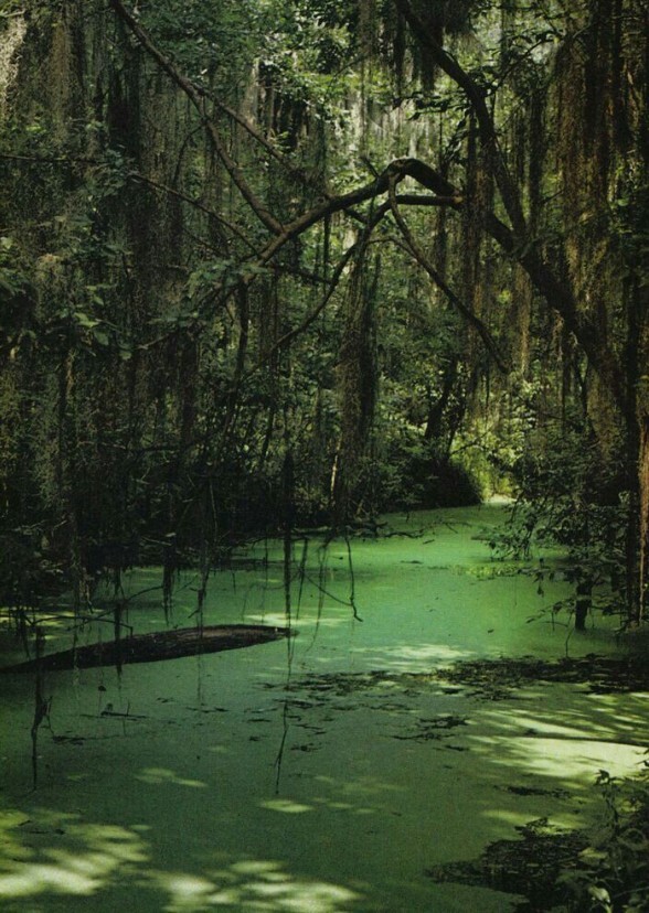 The Swamp (Poohverse / Slasher Horror)