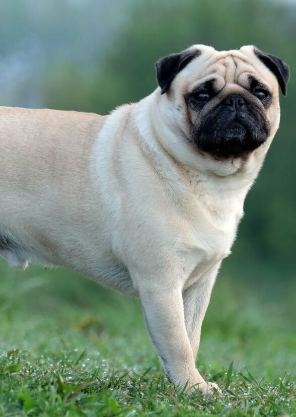 Samson the Pug