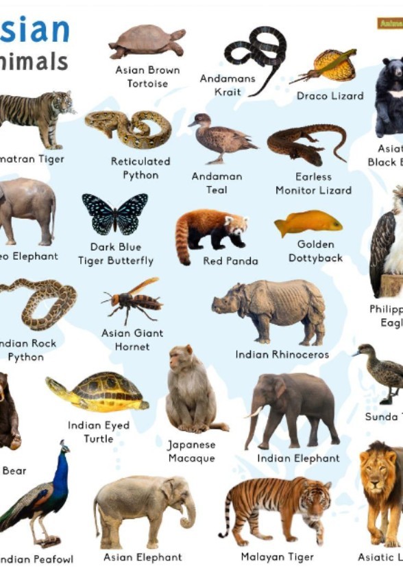The Top Asian Animals Fan Casting