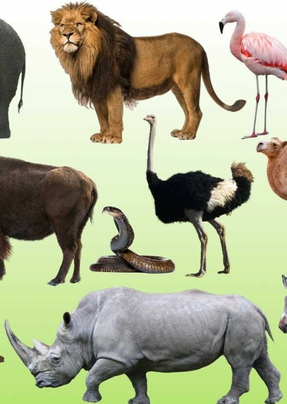 The Wild Animals on Earth