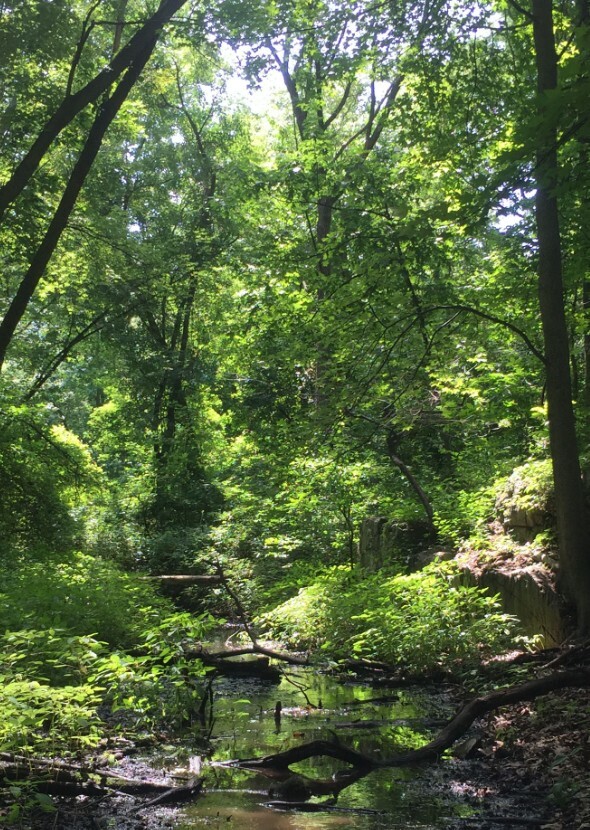 The Wild Nature