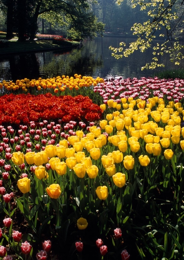The Wonderful Flowers