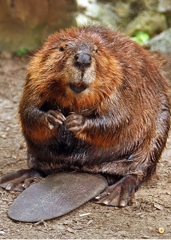 The world of beaver