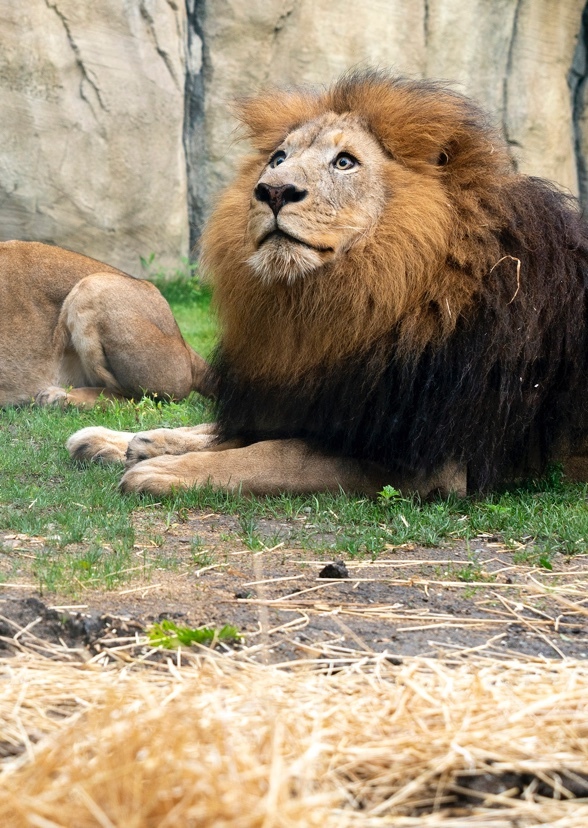 The zoo Show