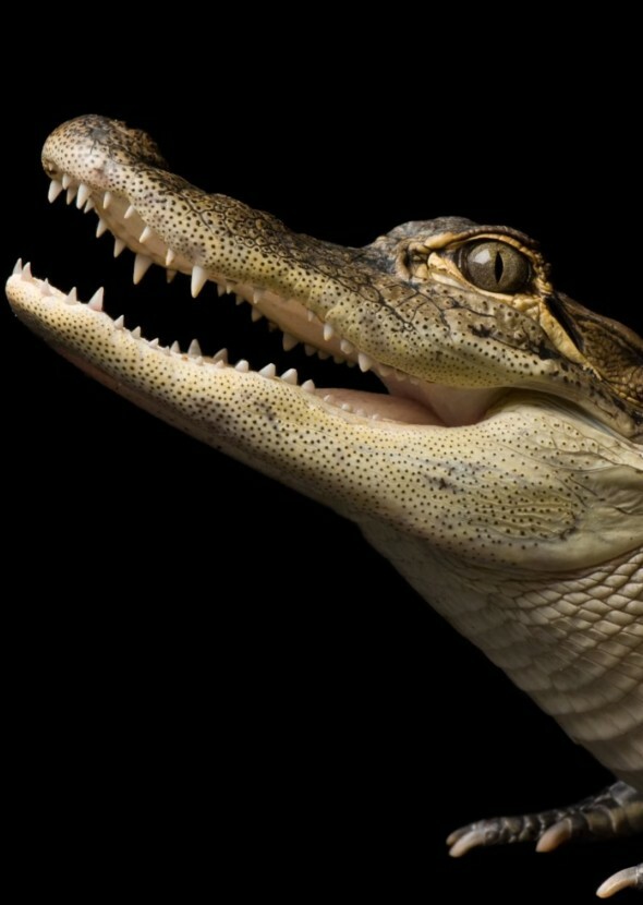 TheAmericanAligator is Back