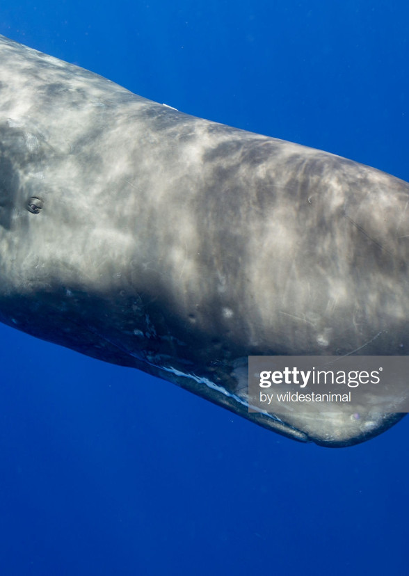 Thom the Sperm Whale (20th Century Fox)