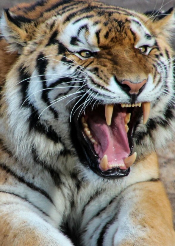Tiger