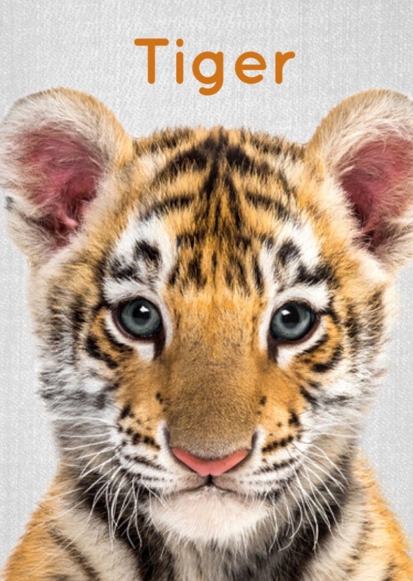 Tiger 