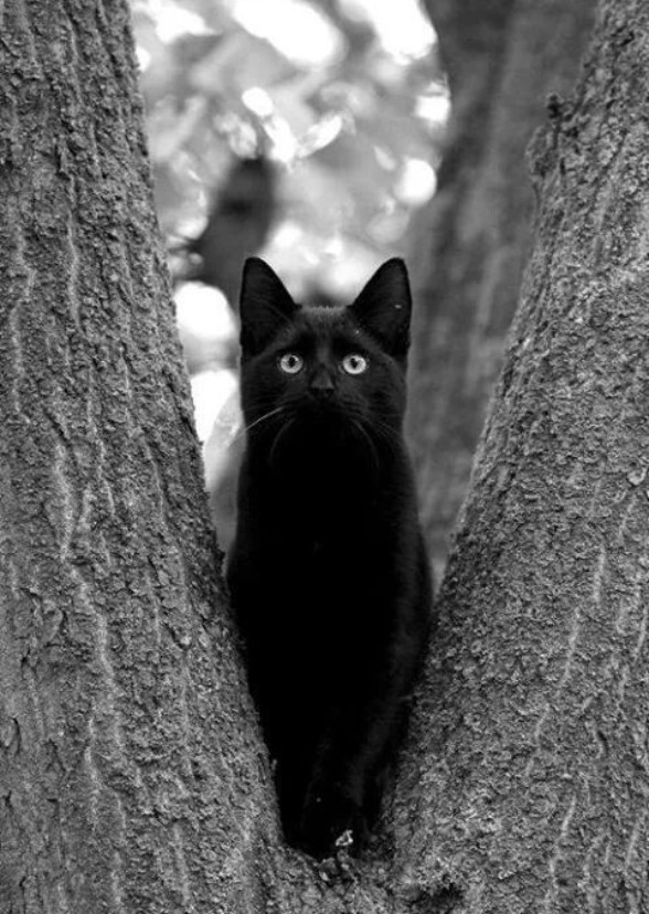 Tinny The Scardy Cat