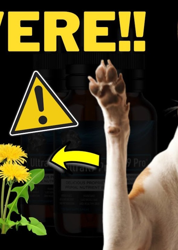 Ultra K9 Pro - Benefits, Pros, Cons, Uses, Warnings & Conplaints?