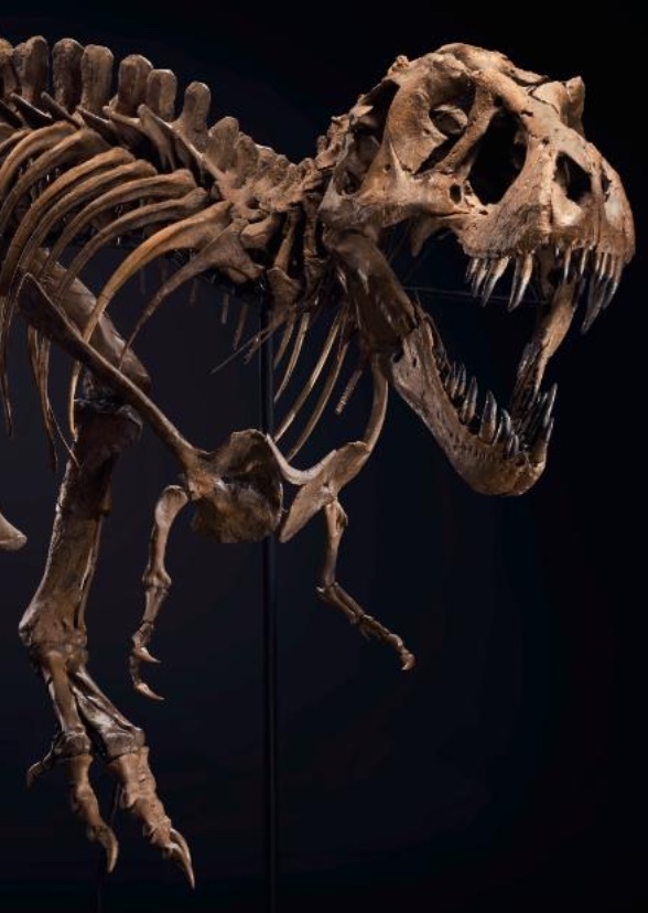 Untitled Pokemon Project Involving a T-Rex