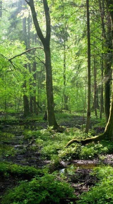 Nature's