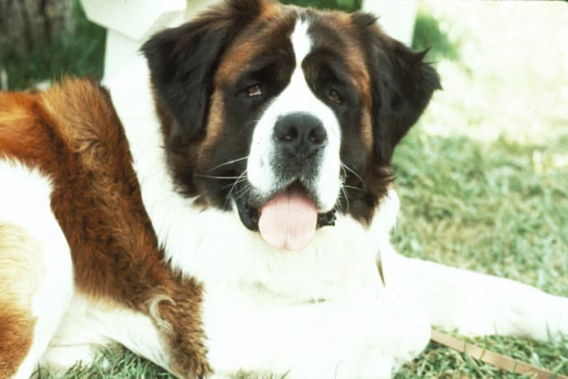 The Pantheon of Saint Bernard Dogs